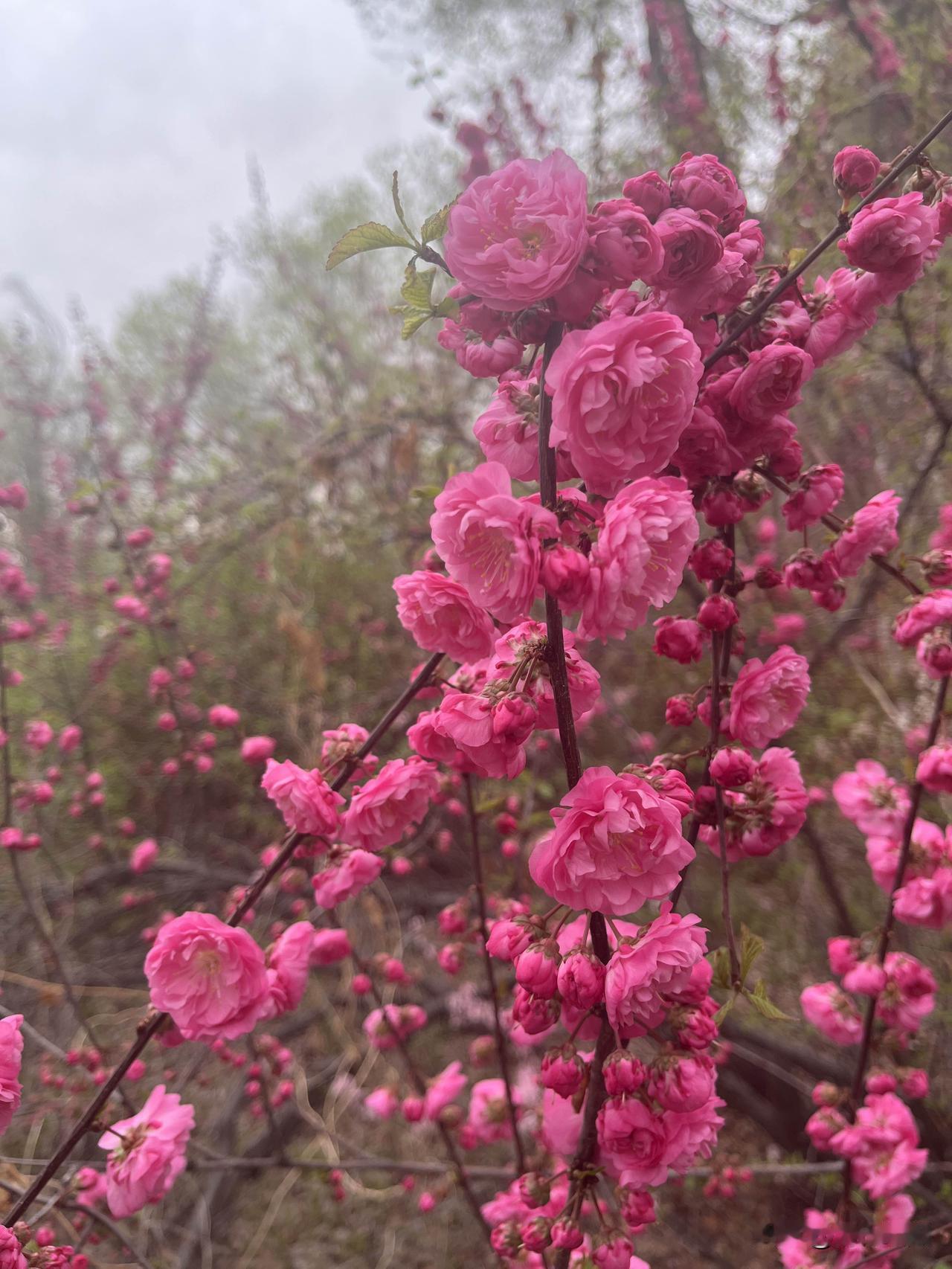 淅淅沥沥的雨声敲打窗棂天空渐渐暗淡下来春风春雨春色化作无声的陪伴醉入人
