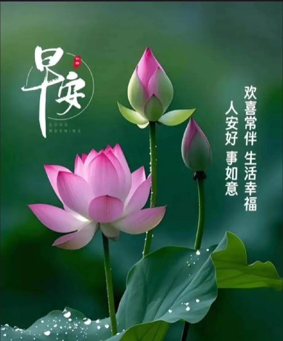 [玫瑰]早上好[玫瑰]早安新的一天，愿你的一天从轻松开始，到满足结束，健康