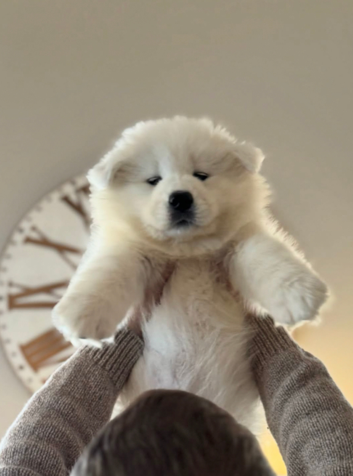 宝宝，你是我的掌上明猪