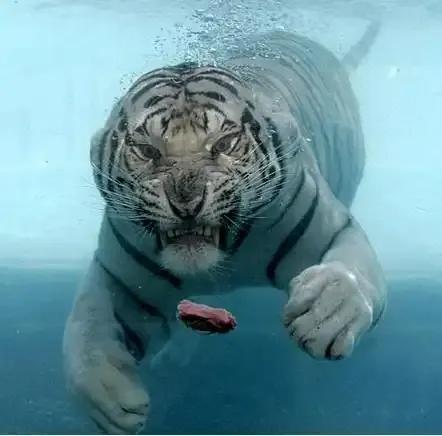 为什么老虎不但会游泳，还能在水下憋气？众所周知，老虎作为自然界之中的全能王，