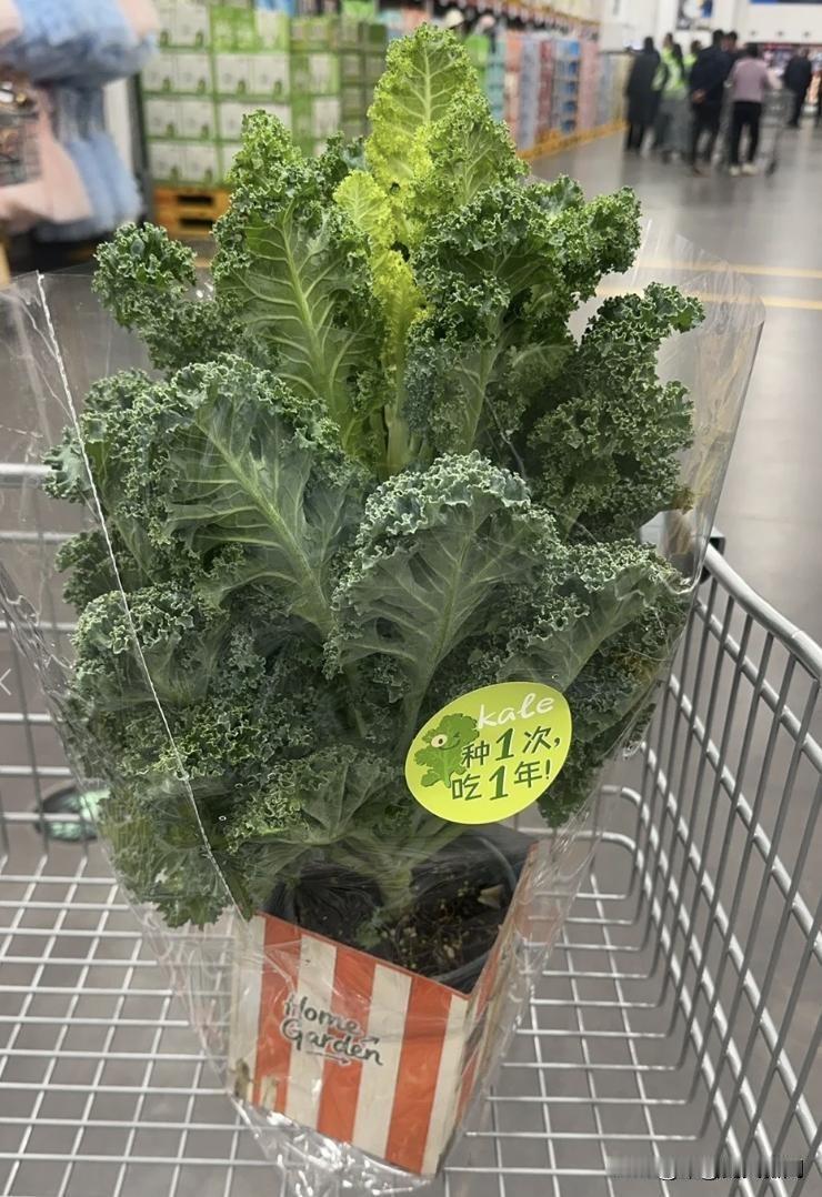 山姆羽衣甘蓝盆栽被抢空，这波跟风你凑了吗？最近山姆的羽衣甘蓝盆栽彻底火了，