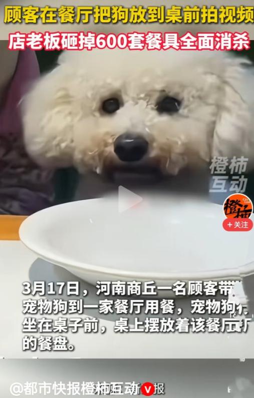 “这家店不火都难！”河南商丘，一女子带着宠物狗进店用餐后，宠物狗坐在桌子前，桌上