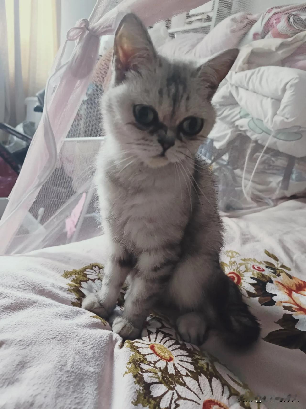 终于理解养猫人的不易了。前段时间，姑娘兴高采烈地回到家，怀里还抱着一只小猫。据