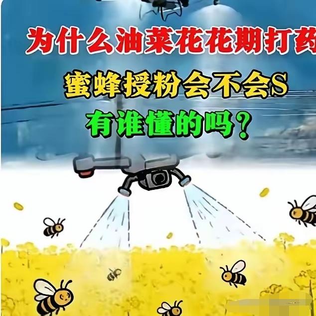 官方回应油菜喷药致蜂农损失惨重！在国际粮油贸易波动、地缘环境多变的情况下，这事绝