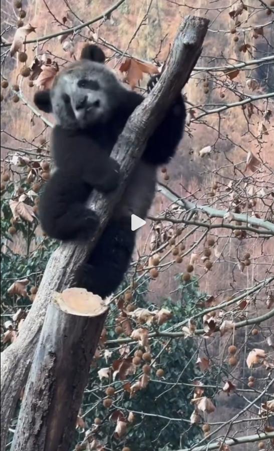 可怜啊，这么小就去挖煤打工了，四川卧龙现“全网最黑”大熊猫走红！这只大熊猫叫苏锦