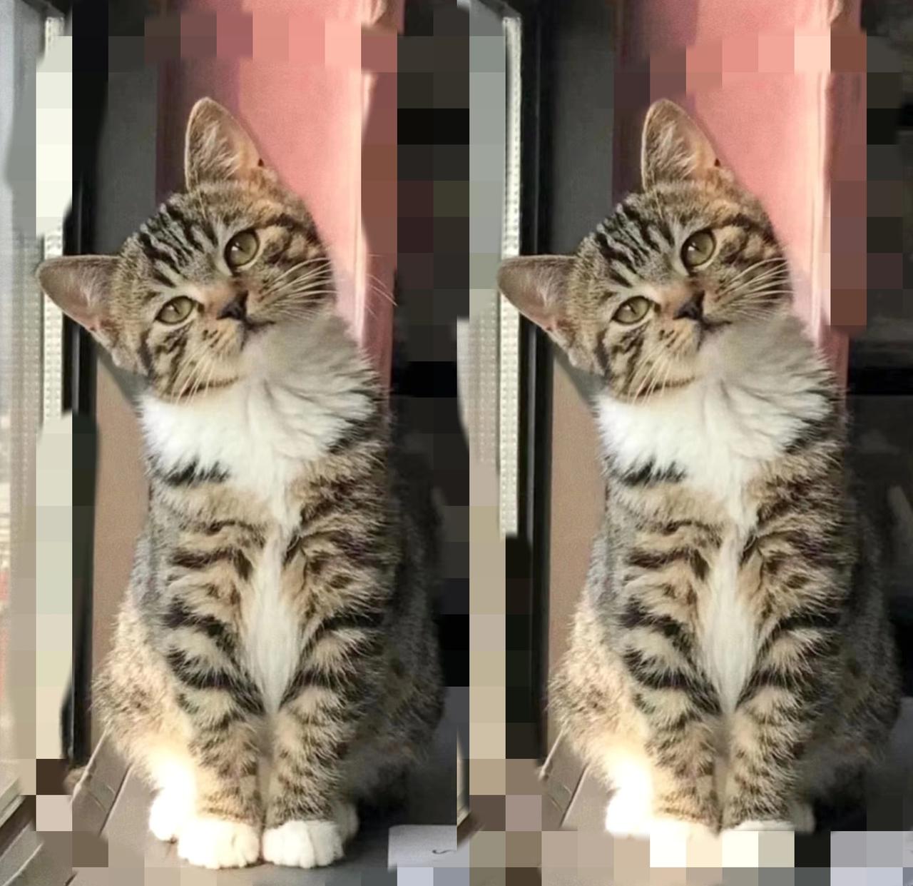 现在的狸花猫都卷成“顶级渣男”了？我家这只把我妈哄得五迷三道，亲闺女和狗直接沦为