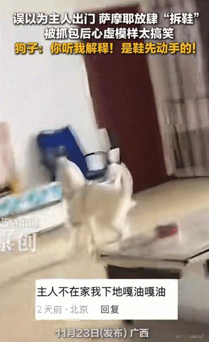 笑不活了！广西，狗狗误以为主人已经出门，然后在家里放肆起来。它直接叼着主人的鞋子