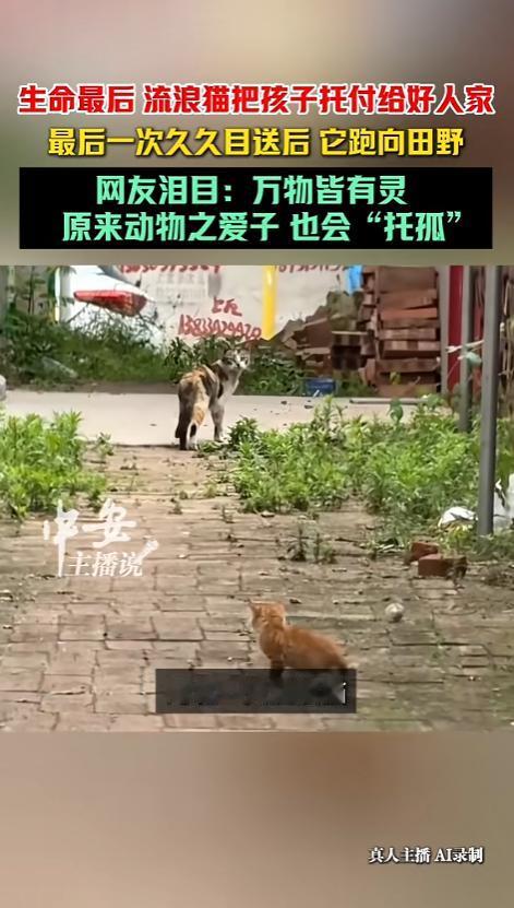 “万物皆有灵性！”6月20日报道，河北，一只流浪猫陪着猫崽崽观察了人类大半个月，