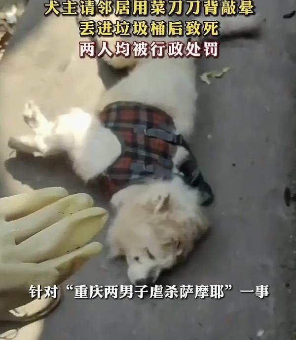 “人怎么可以这么坏？”重庆，一60岁老头，养了一只13岁的萨摩耶，他嫌狗狗年老体