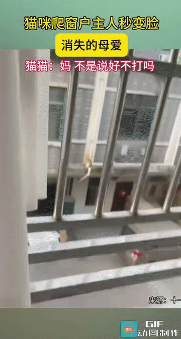 “变脸就在一瞬间！”猫咪趁着主人不注意，独自爬到了窗户外面了，由于这窗户中间都是