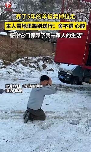 山西忻州男子跪地送羊！养了5年的“家人”被拉走，雪地里三拜看哭众人山西忻州