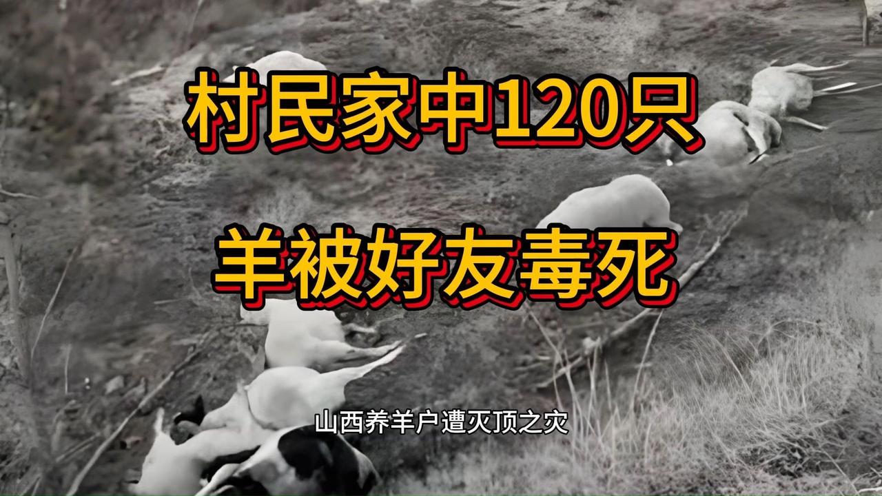 村民家中120只羊被毒死，凶手竟是常一起喝酒的同村好友！谁能想到，平日里一起