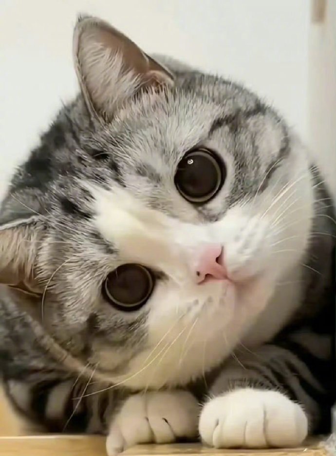 你被招财猫盯上请不要无视真的很灵.​​​