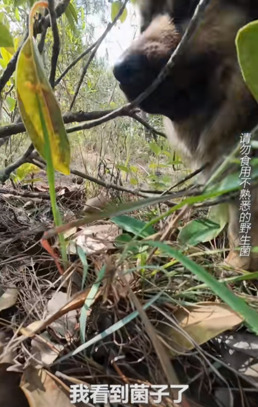 捡到宝了！云南禄丰一女子去山上捡菌子去卖钱，她突发奇想带狗狗去帮自己找菌子，没想