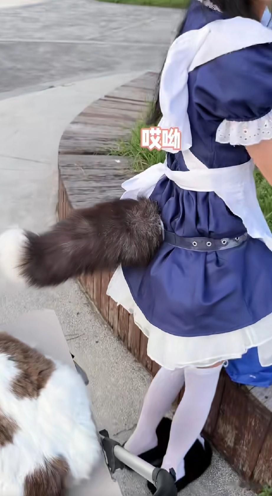原来养只可爱的猫咪也非常有好处，这天一位养猫的博主小哥哥，推着他的大胖猫去公园遛