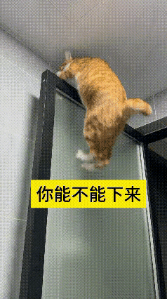 来回看了几遍这个片段，日常看着很有意思。这只橘猫总想爬到玻璃门的顶端，玻璃表面