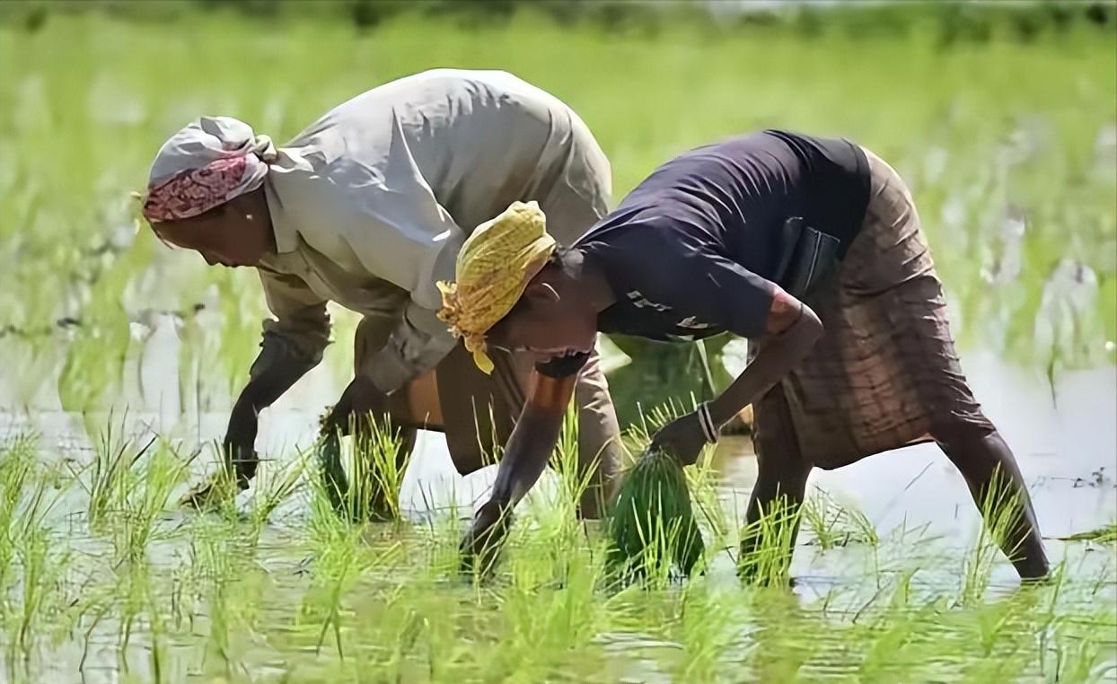 印度总算采购到急需的尿素！全球都倍感好奇，究竟是那个“大冤种”敢接单卖给印度？
