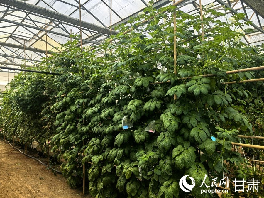 行进中国|马铃薯种植哪里强? 甘肃定西有话说