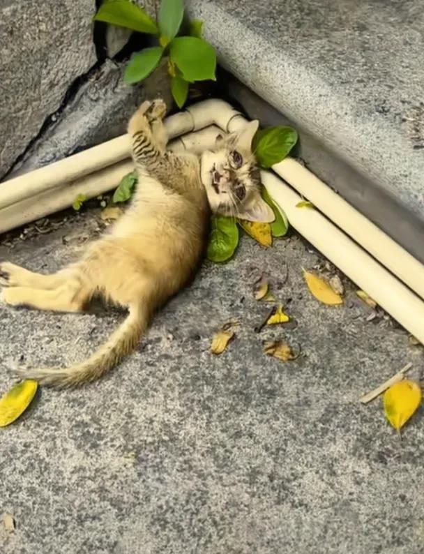 正想凑过去瞧瞧，身后过来个女的，还牵着只狗。那小猫“嗖”地一下翻起身，蹿得没影儿