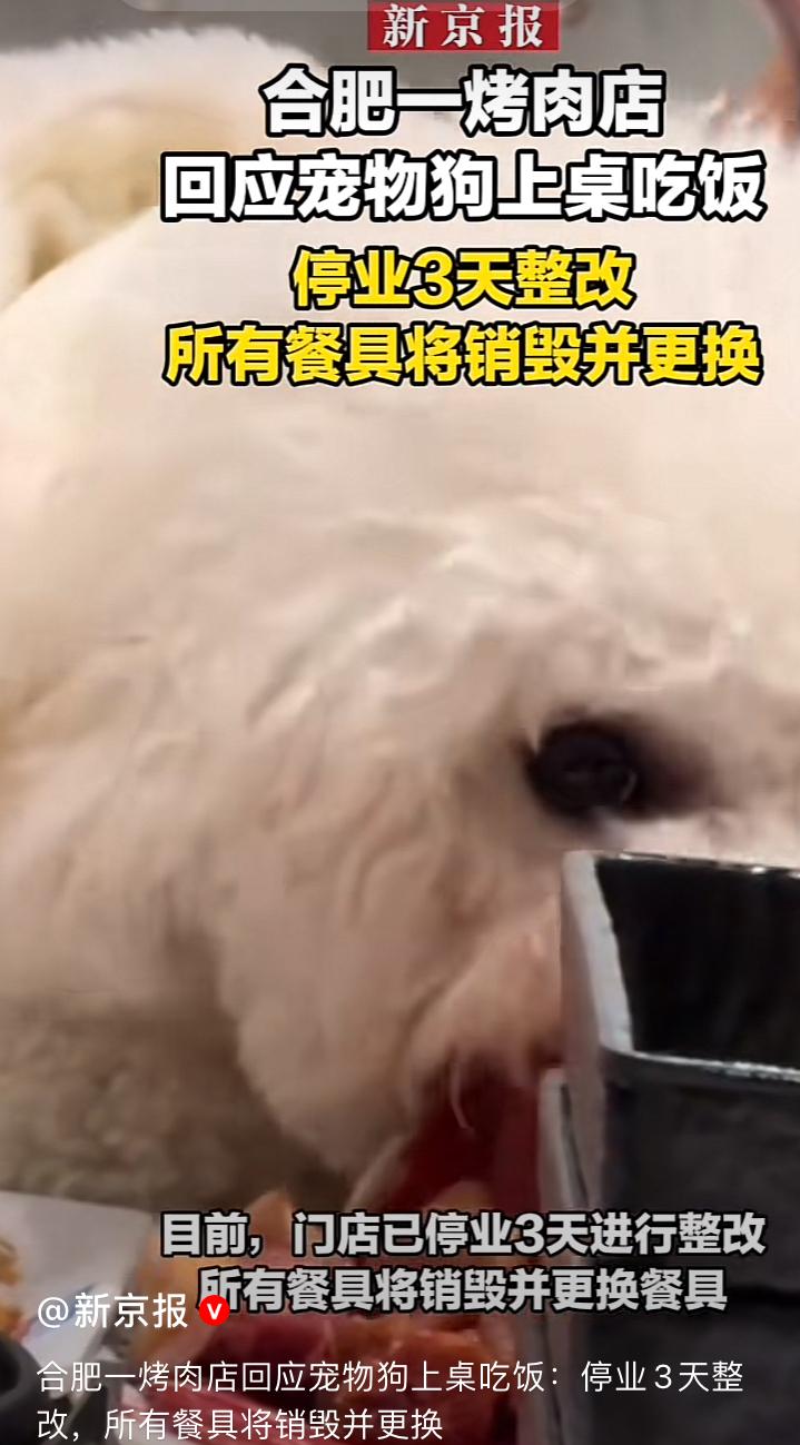 上次北京！这次合肥又出名了，🐶上桌吃饭治不了了吗？北京狗上桌吃饭没过多