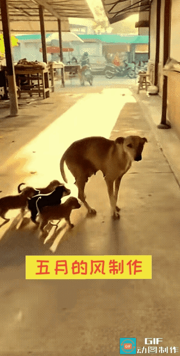 流浪狗妈妈带着一窝小奶狗来到一摊位前立马直立起身子双爪合拢作揖想