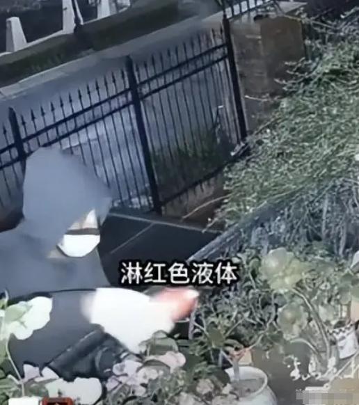 辽宁大连，一81岁独居老太，早晨醒来发现2楼阳台全是血，墙头有颗羊头，吓