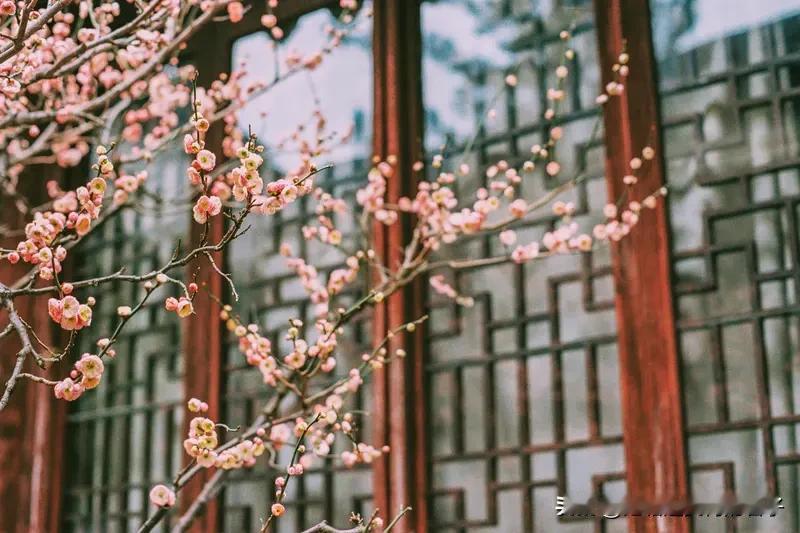 看到“梅花倒酒求诗句”这个上联，瞬间诗意就来了。想象一下，在冰天雪地中，傲立的梅