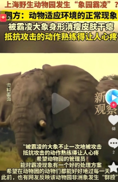 泪目！上海野生动物园，一头小象三年来遭同伴霸凌，无缘鲜草，骨瘦如柴，肚腹塌陷。游