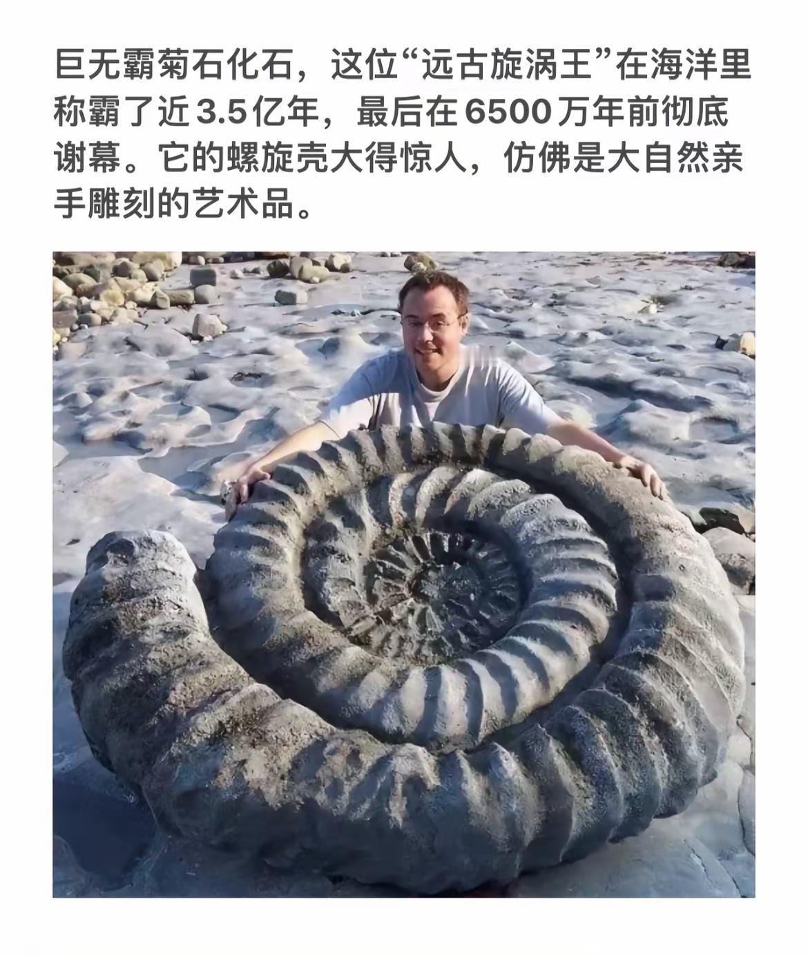 探秘海底巨无霸菊石化石，感受3.5亿年的海洋霸主风采！