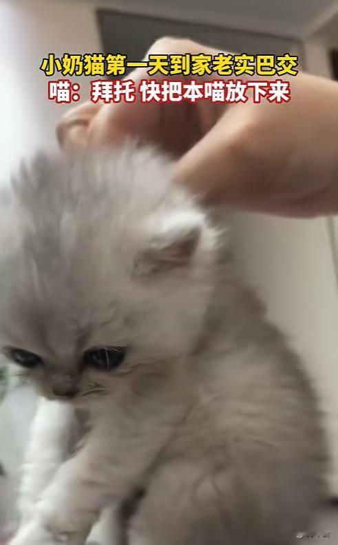有的猫真的一看面相就老实巴交😌不得不说，猫咪的面相真的藏不住性格✨有些猫自