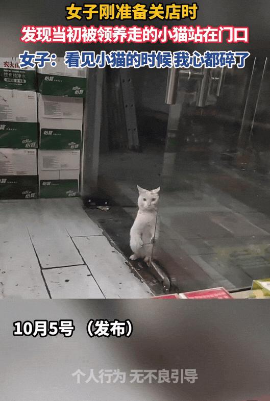 女子准备关门打烊，一抬头，看见当初被领养走的小猫，安静站在店门口。看到小猫的那一