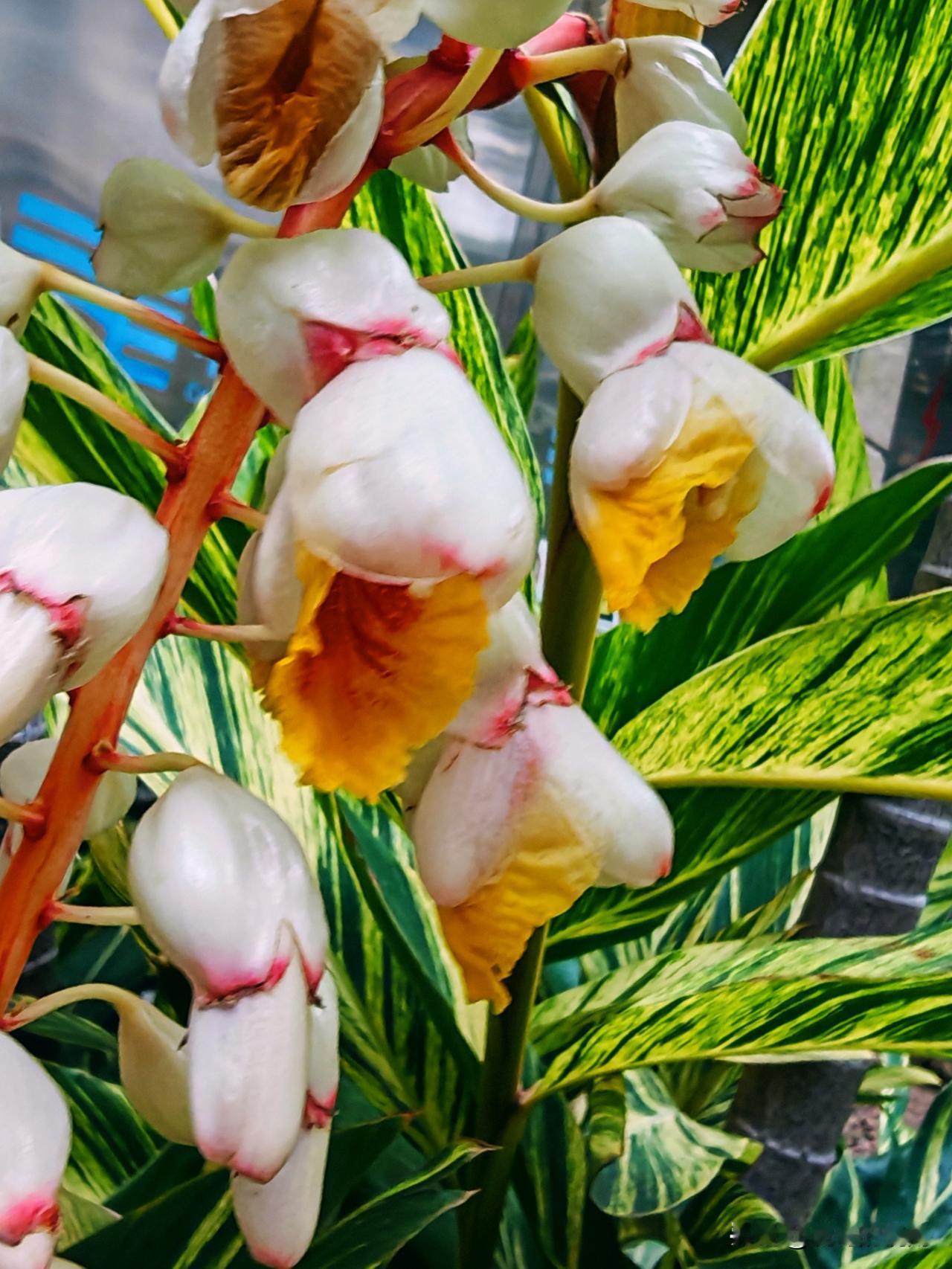 刷到一张印度TOP11城市与浙江省11座城市2025年GDP的对比表，虎哥觉得，