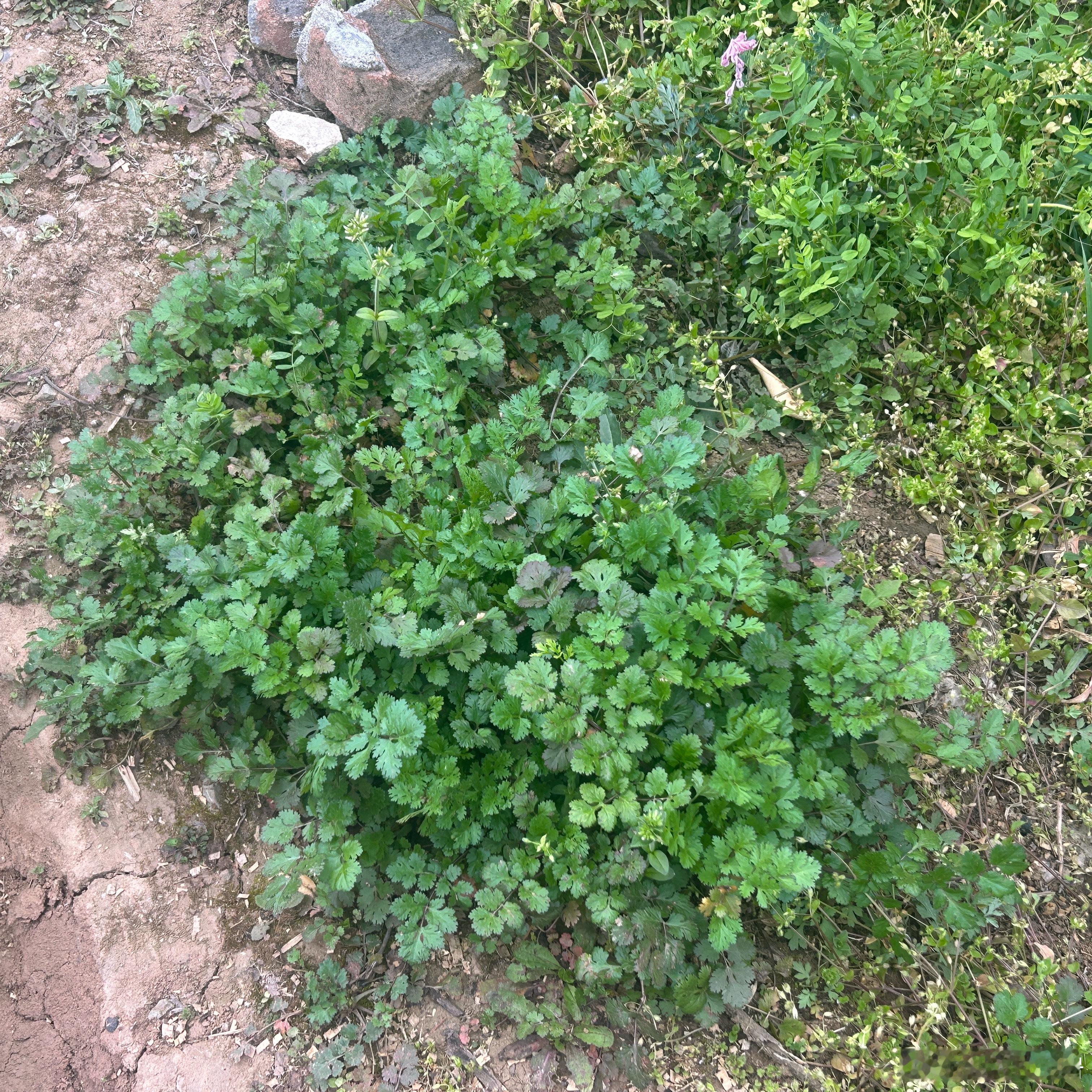 不用建议！我就是香菜终极爱好者！拌凉菜必须大把撒香菜，火锅串串必点香菜，吃面、喝