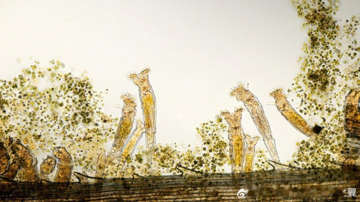 科学家们成功复活了一种生活在西伯利亚永久冻土层中数千年的微型动物“僵尸蠕虫”，它