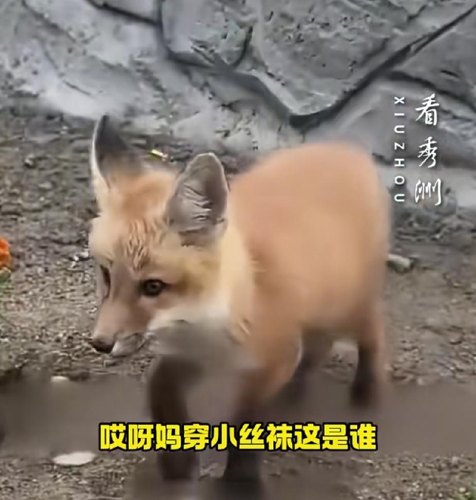 “笑不活了！”黑龙江，男子喊狗狗回来吃饭。突然，狗狗领回一好朋友，把他吓了一跳。