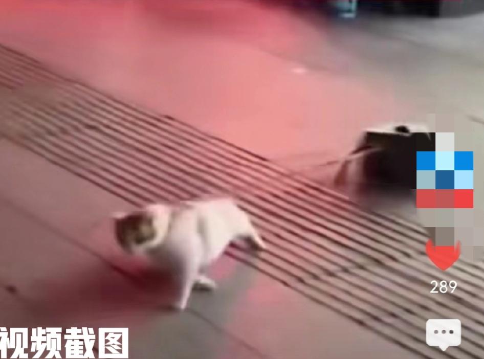 有主人给猫咪栓了二十斤水泥块。让主人没有想到的事，猫咪竟然每日带着水泥块四处