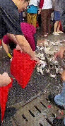 12元1斤！梭子蟹价格暴跌在上海芦潮港海鲜市场，市民排长队购买梭子蟹。只见商家