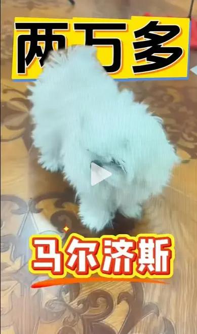 价值两万块钱的东西都敢白嫖！近日，一个专门做线上宠物销售的商家发布视频吐槽，