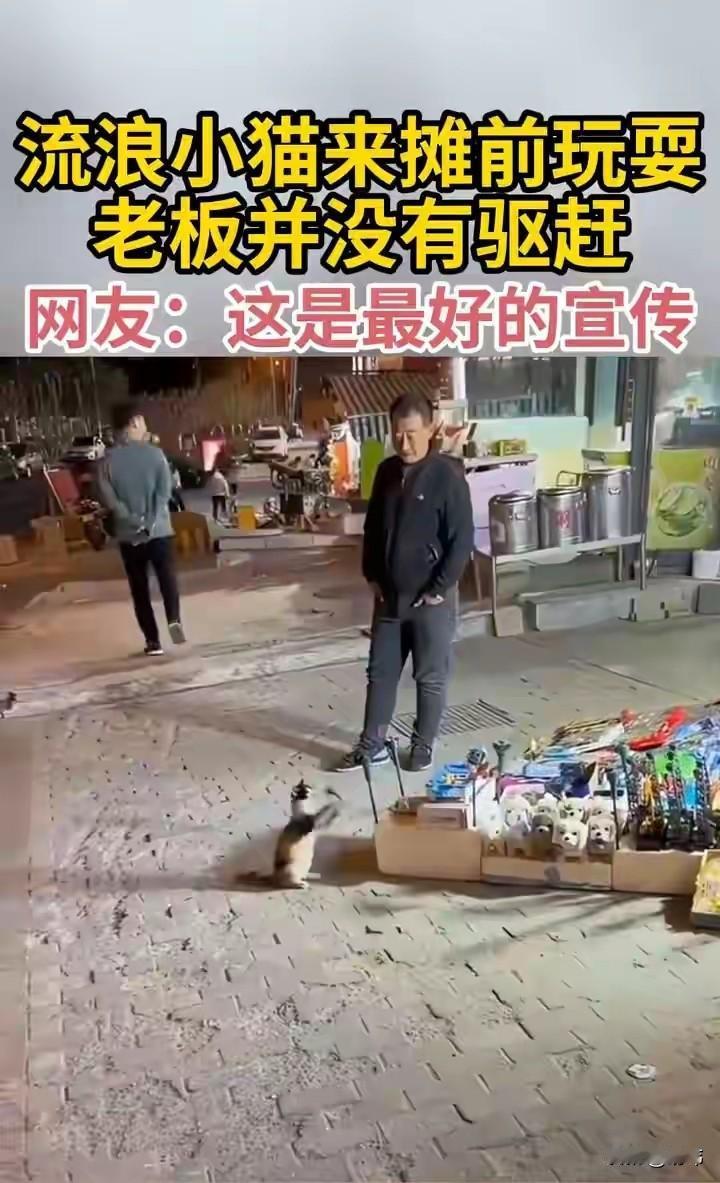 真的是好人有好报，这天夜里，一位大哥在夜市摆摊卖东西，突然一只流浪小猫来到他的摊
