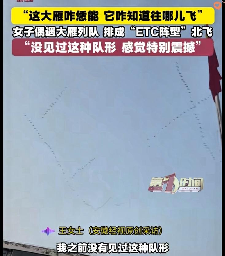 河南家长接孩子时抬头惊掉下巴，大雁北飞居然排出“ETC阵型”，错落有致的小队像极