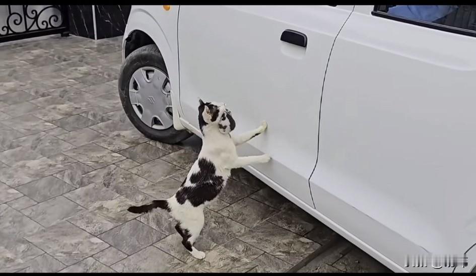 泪目了！一位小哥哥经常投喂一只流浪猫，这天他在车里休息，却听到有人在敲他车门，他