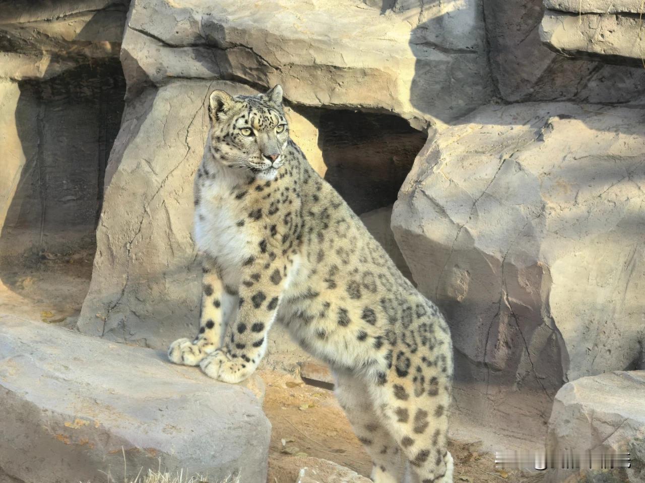 西宁野生动物园豹子馆回来啦！闭馆一个月没白等，这回可是给雪豹们整了个“豪华大别墅