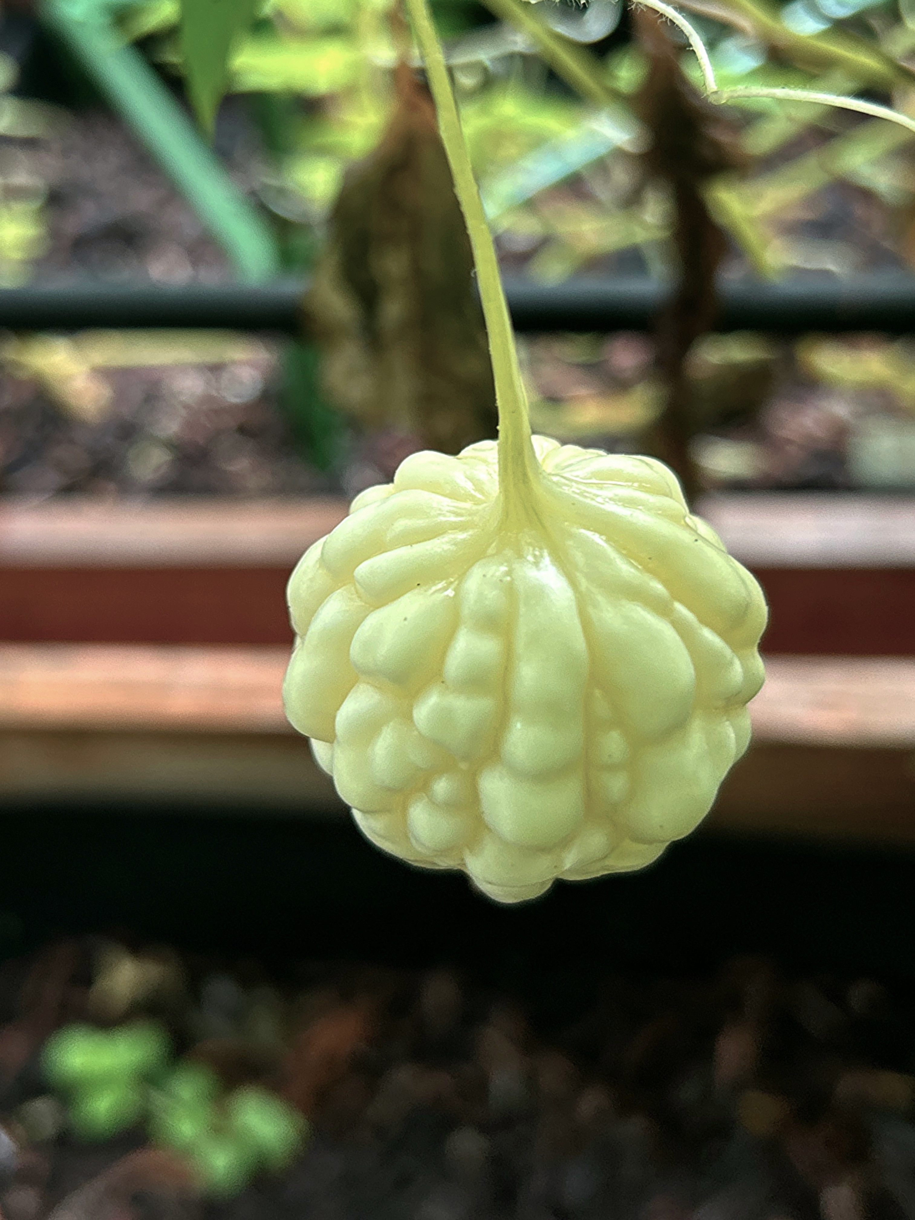 湖畔林间之山青水秀山庄菜园篇有博友问，往年看你种苦瓜积极哦，今年怎么还没见呢？