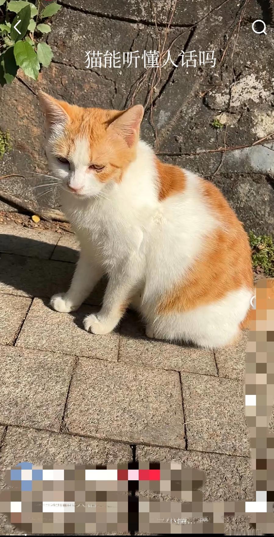 别再傻了！你跟猫说的话，它根本听不懂！每次对着猫主子碎碎念，