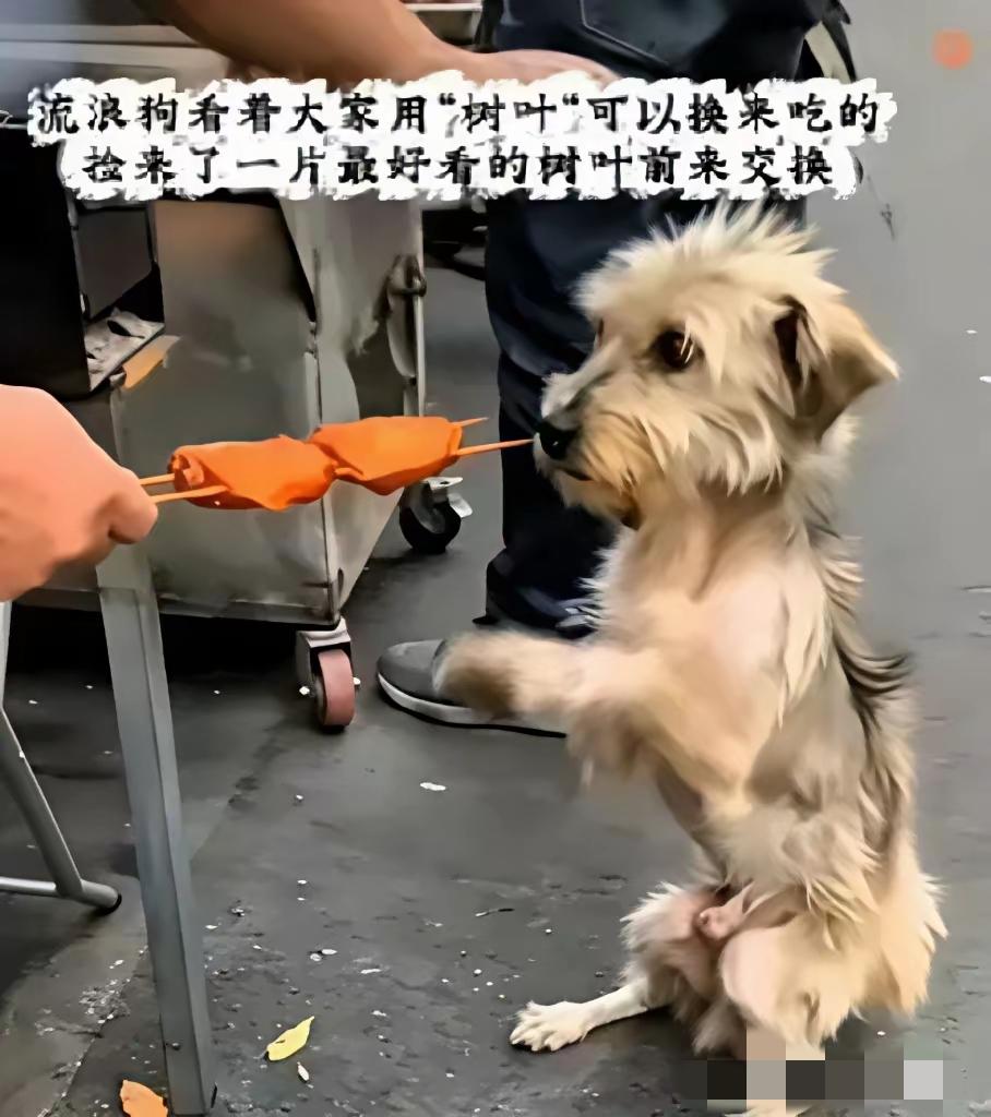 无数善良的人看了泪目！在某个小吃摊前，一只饿了很多天瘦的跟个纸片一样的流浪狗，
