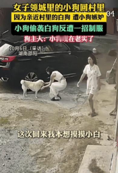 10月5日报道，湖南邵阳女子带城里小狗回村，没想到，她只是蹲下摸了摸村里的白狗，