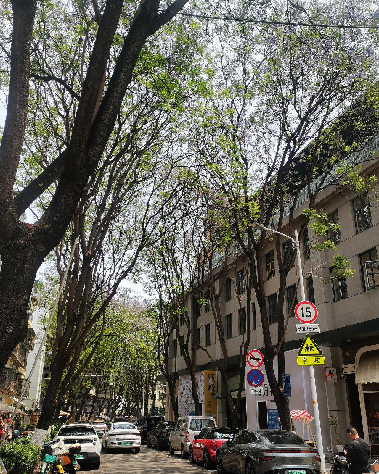 再过几天，昆明一个虽有着俗白的名字，却又有清新脱俗景致的街道，将成为春城蓝花楹季