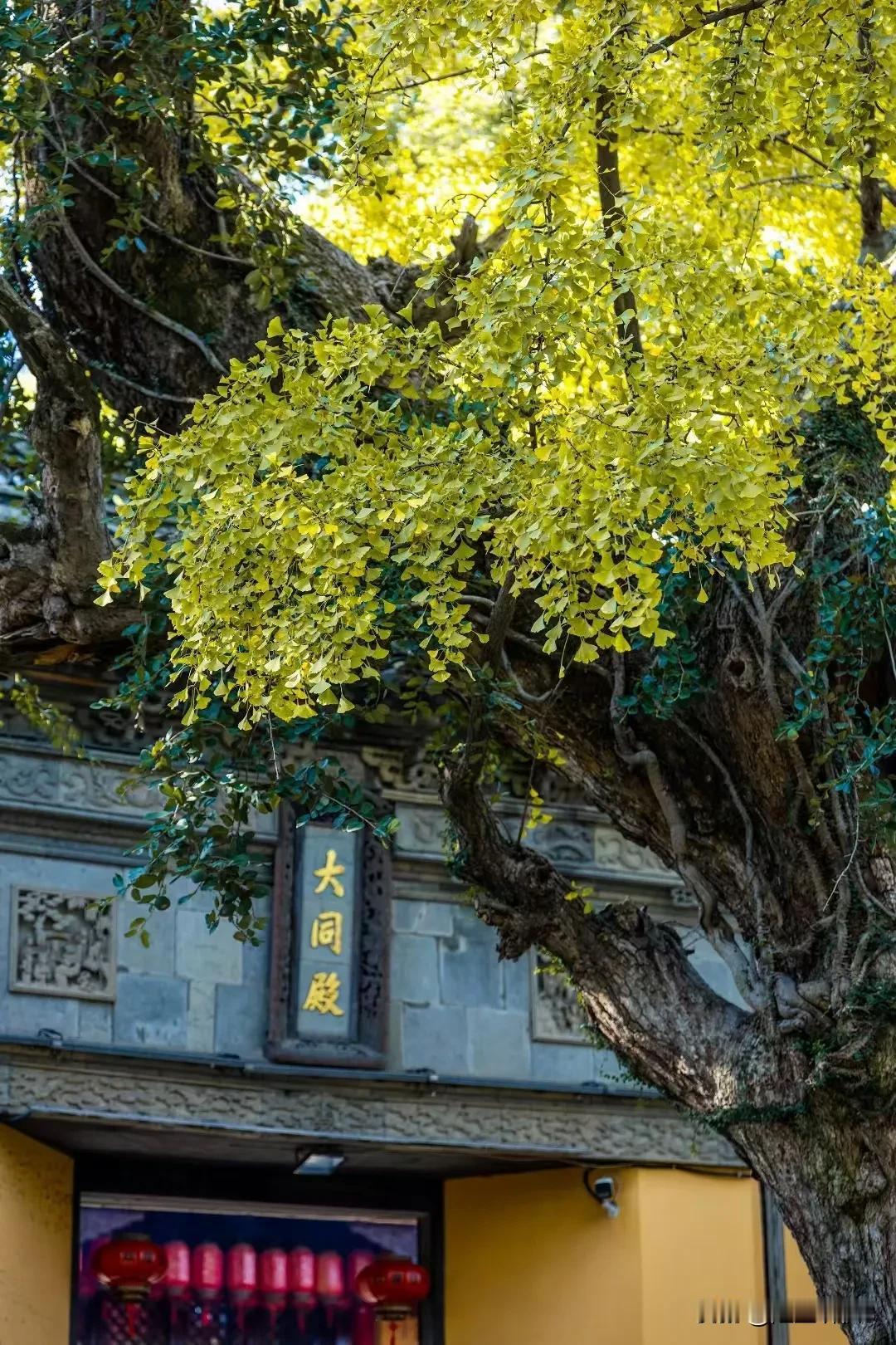 《初冬，邂逅惠山古镇》（原创首发）陋室听秋/文踏入初冬的惠山古镇像是翻