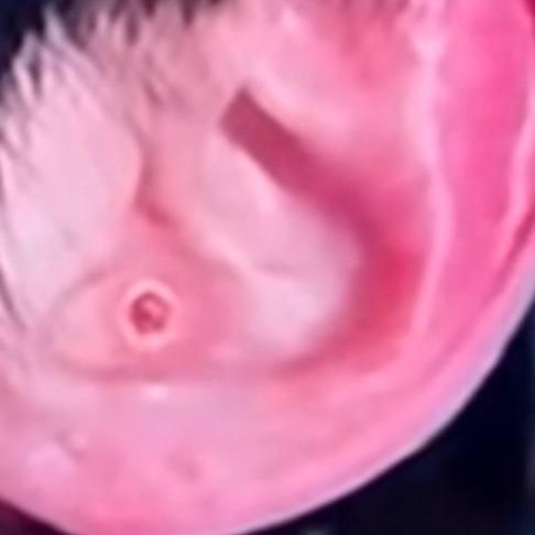 庄序的耳朵里面是什么东西？哈哈哈哈哈哈这是什么呀，看着好想帮他翘出来啊啊啊啊啊啊