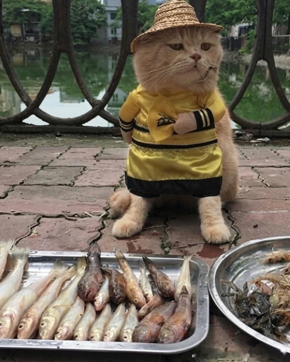 越南一只名叫Chó（意为“狗”）的苏格兰折耳猫在网络上非常有名，它不仅名字奇特